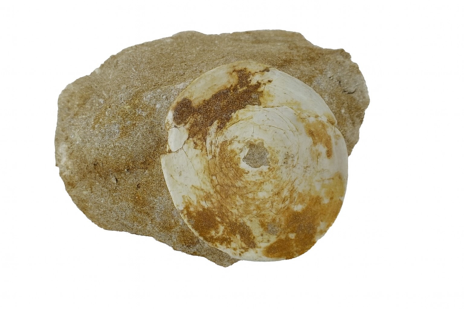 Fish Vertebrae.
