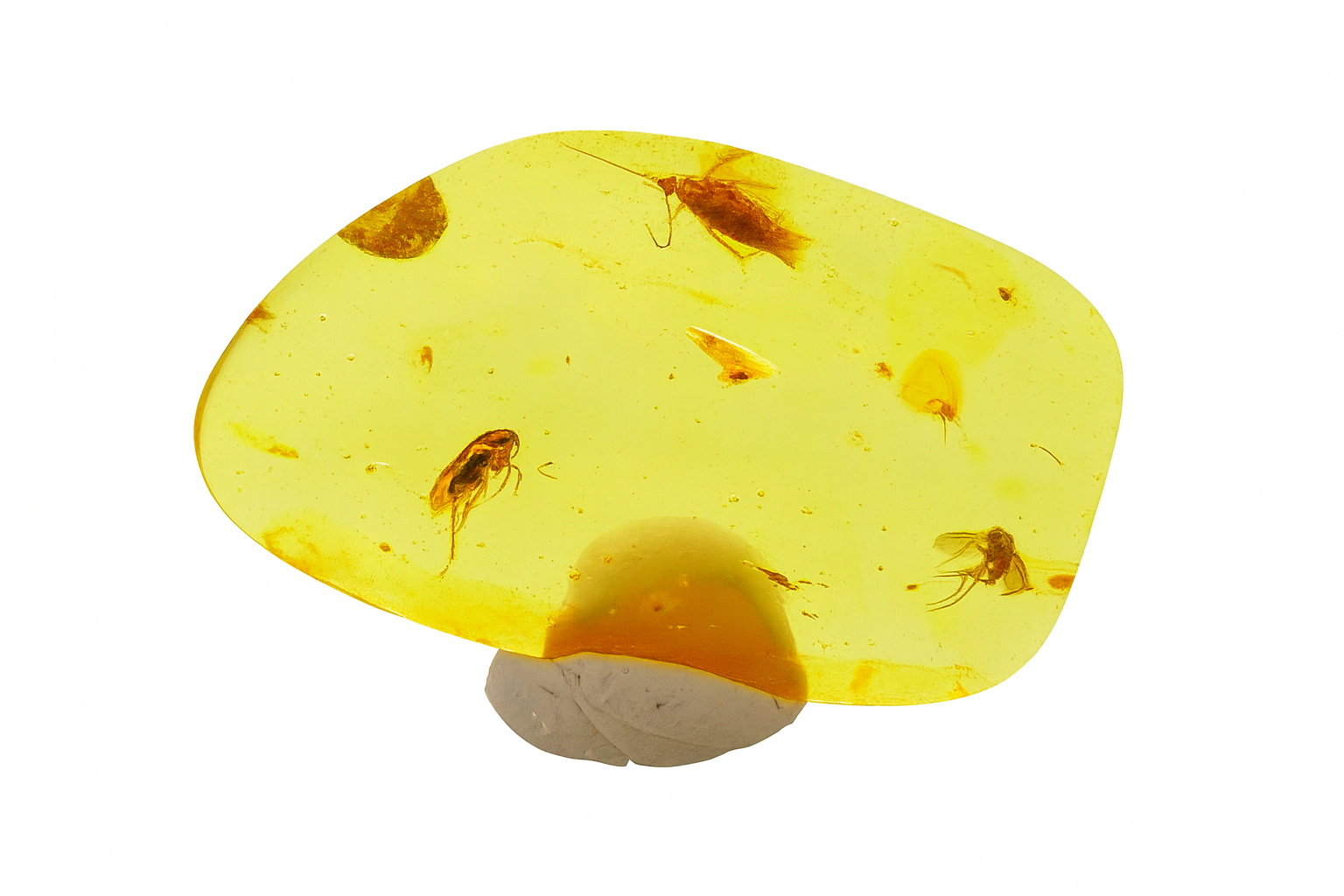 Amber with Insect Inclusions.