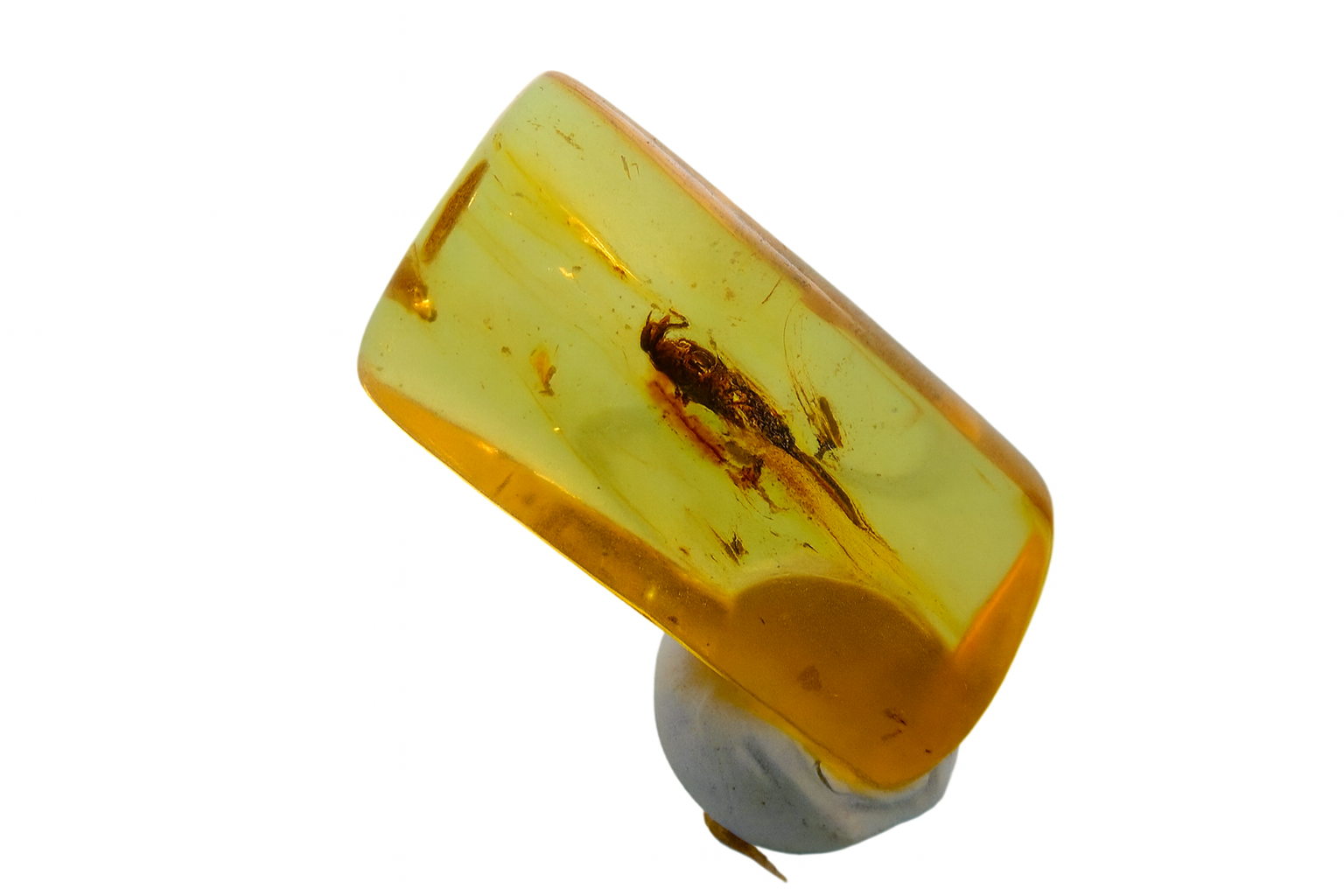 Amber with Insect Inclusions.