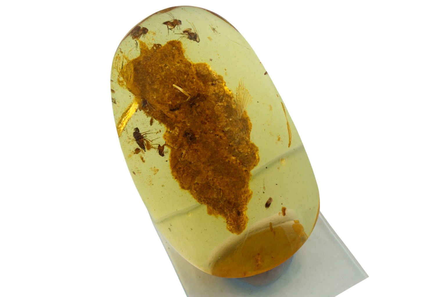 Amber with Insect Inclusions.