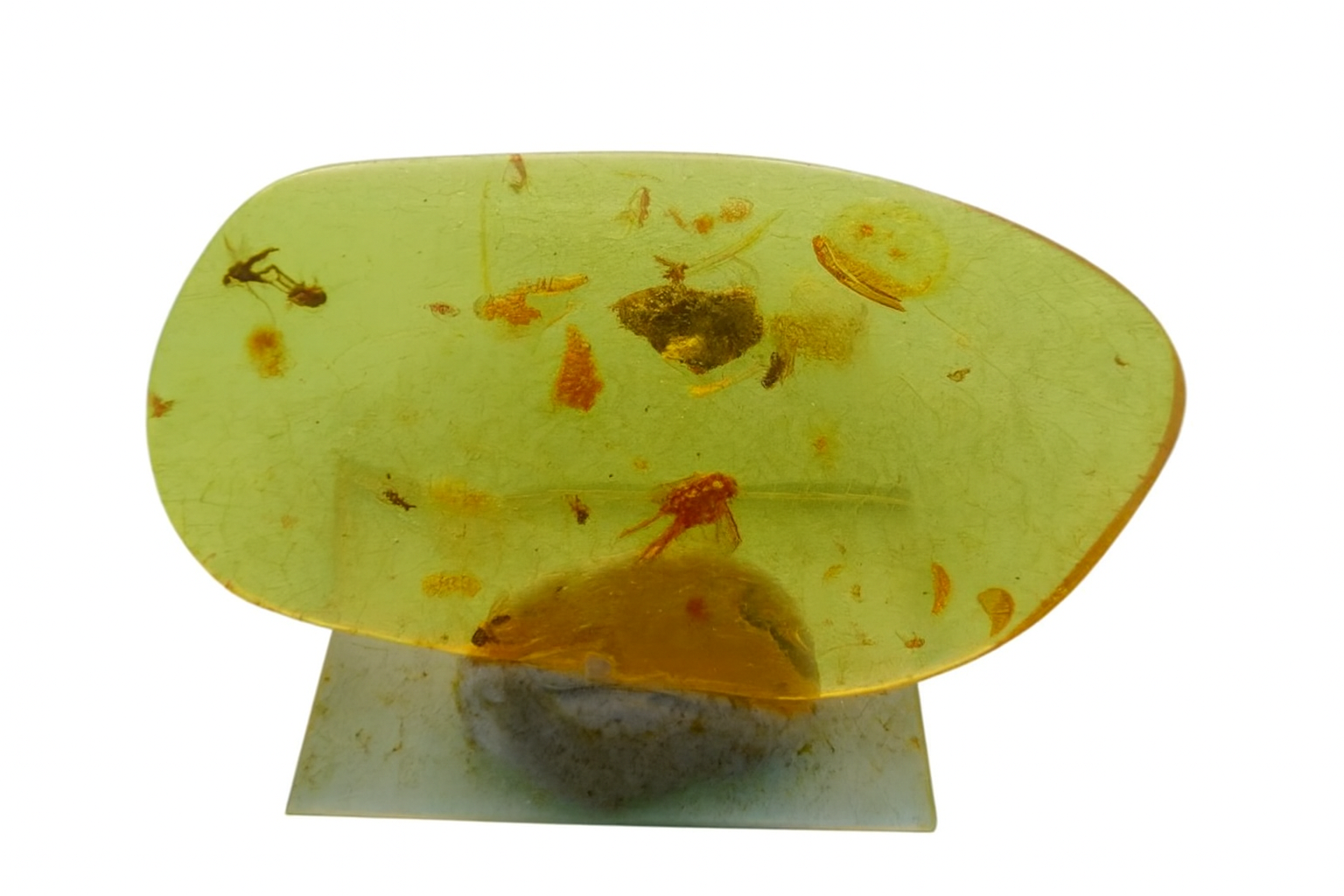 Amber with Insect Inclusions.