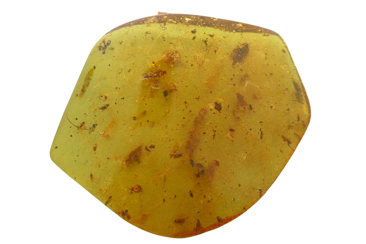 Amber with insects Inclusions.