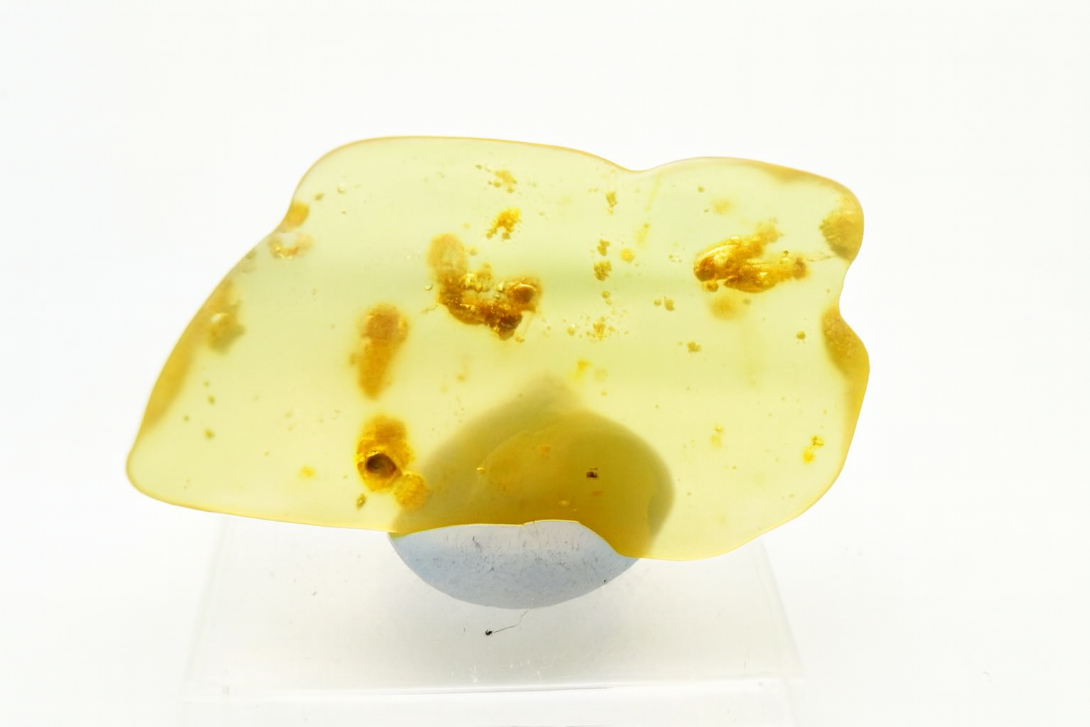 Amber with Insect Inclusions.