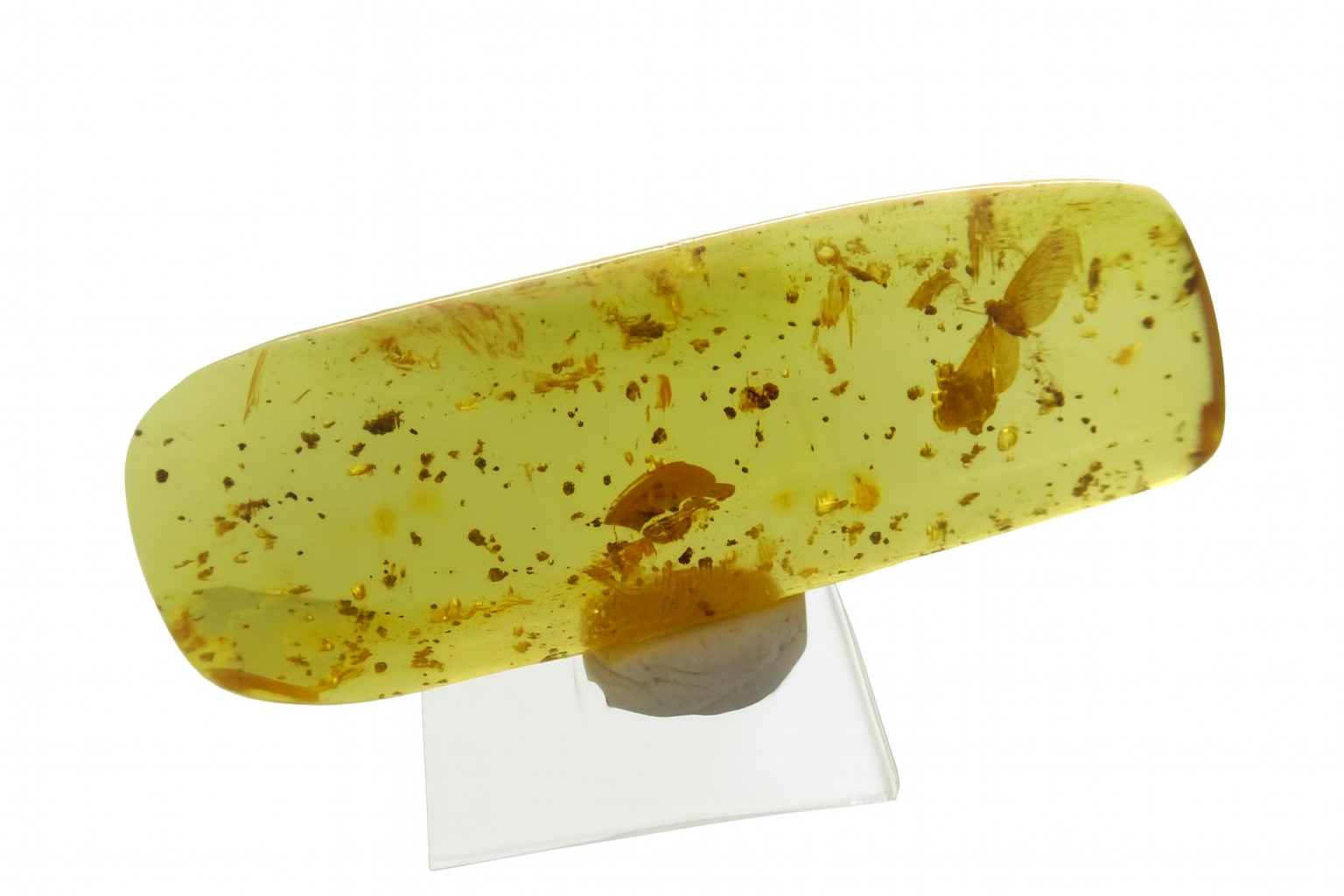 Amber with insect Inclusion.