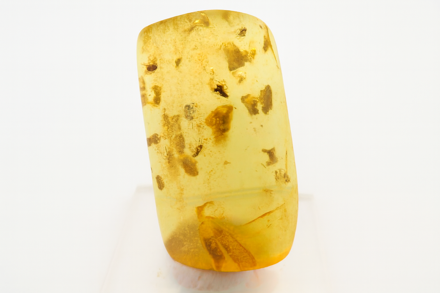 Amber with Insect Inclusions.