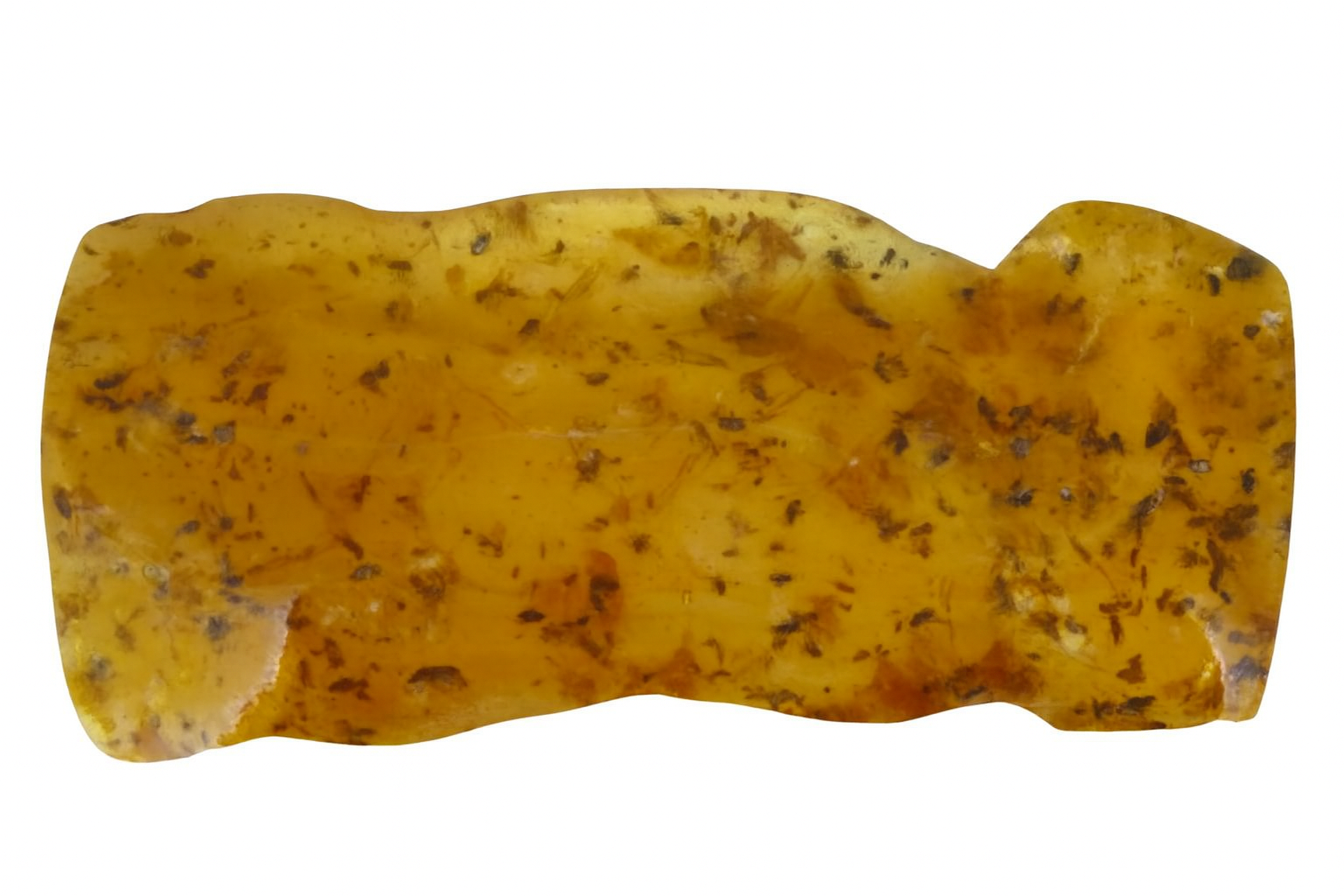 Amber with Insect Inclusions.