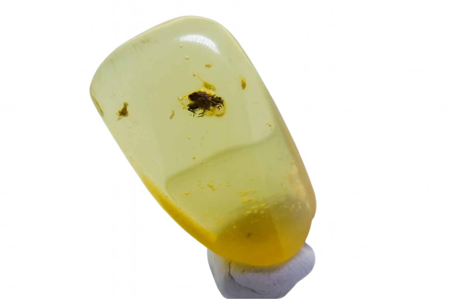 Amber with Insect Inclusions.