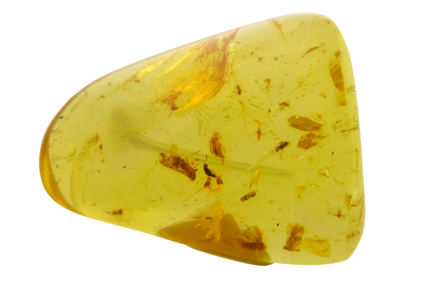 Amber with Insect Inclusions.