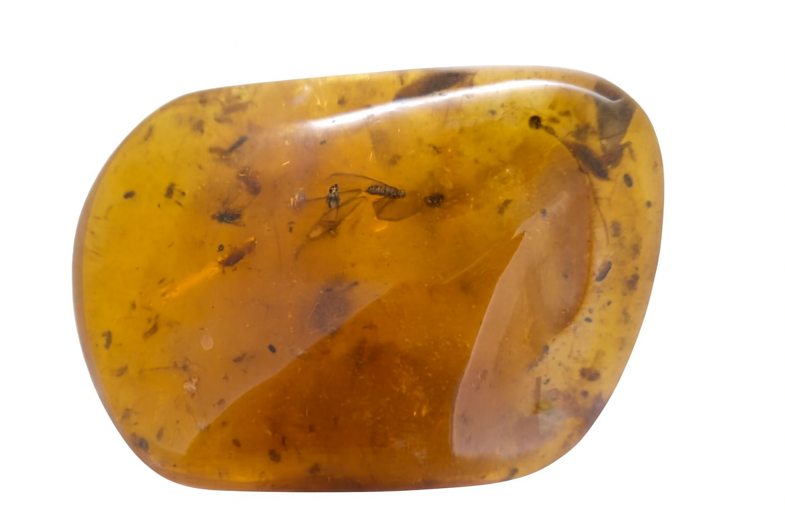 Amber with Insect Inclusions.