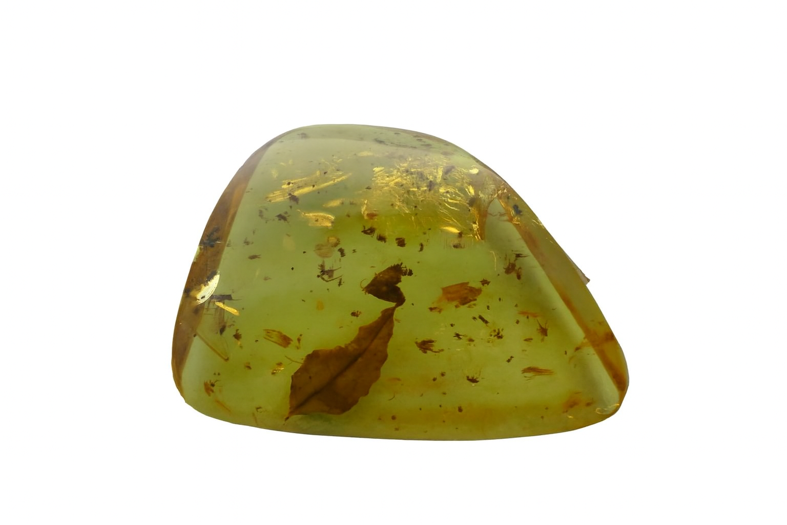 Amber with Leaf Inclusions.