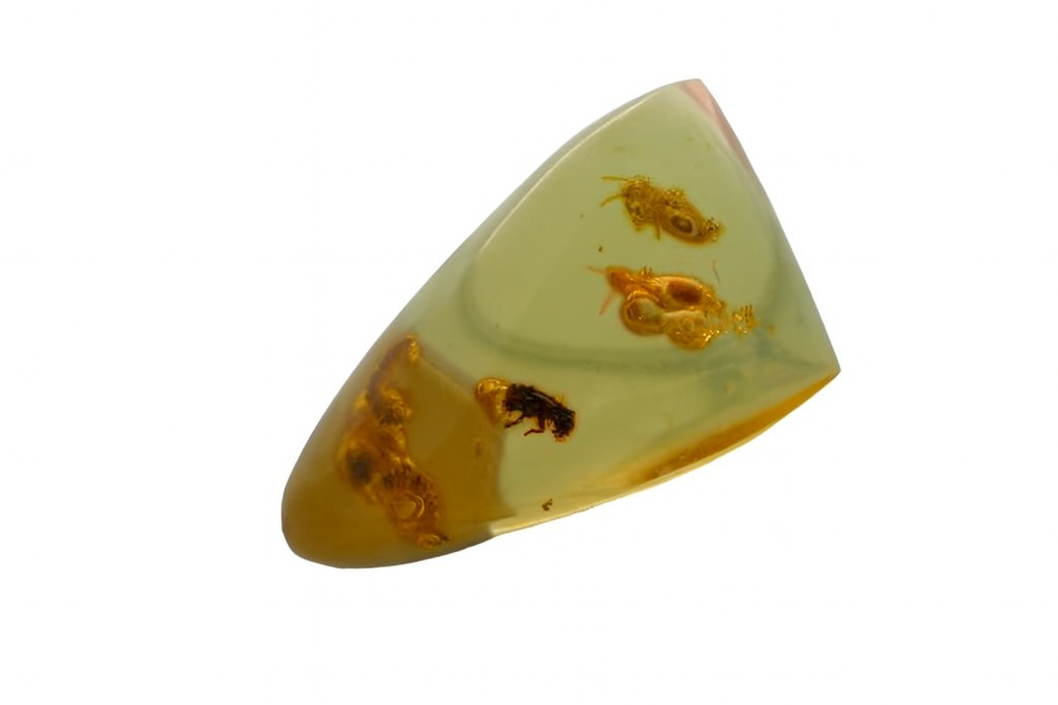 Amber with Insect Inclusions.