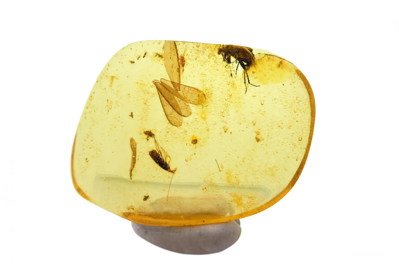 Amber with Insect Inclusions.