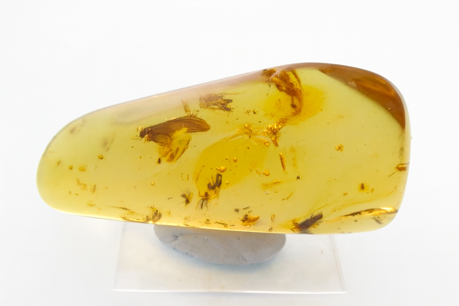 Amber with  Insect Inclusions.
