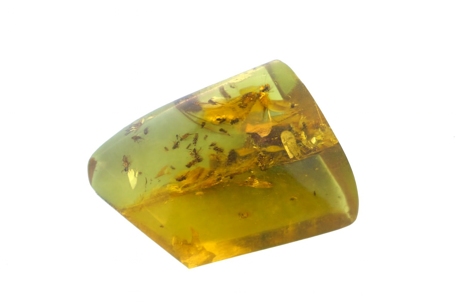 Amber with Insect Inclusions.