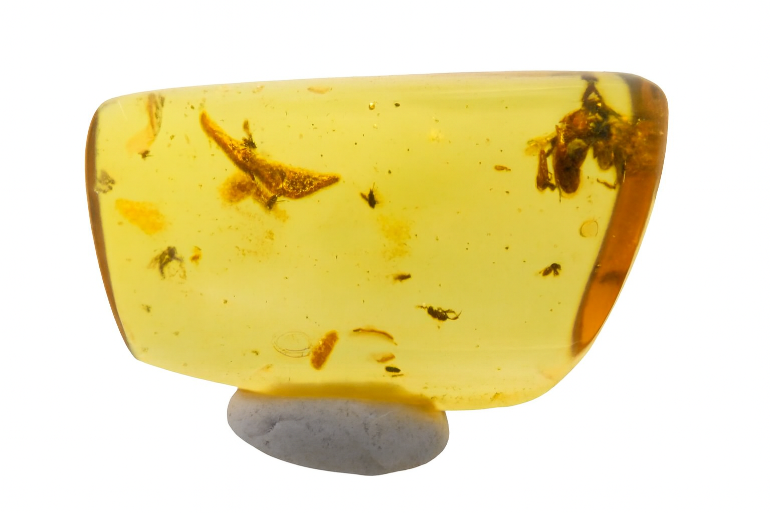 Amber with Insect Inclusions.