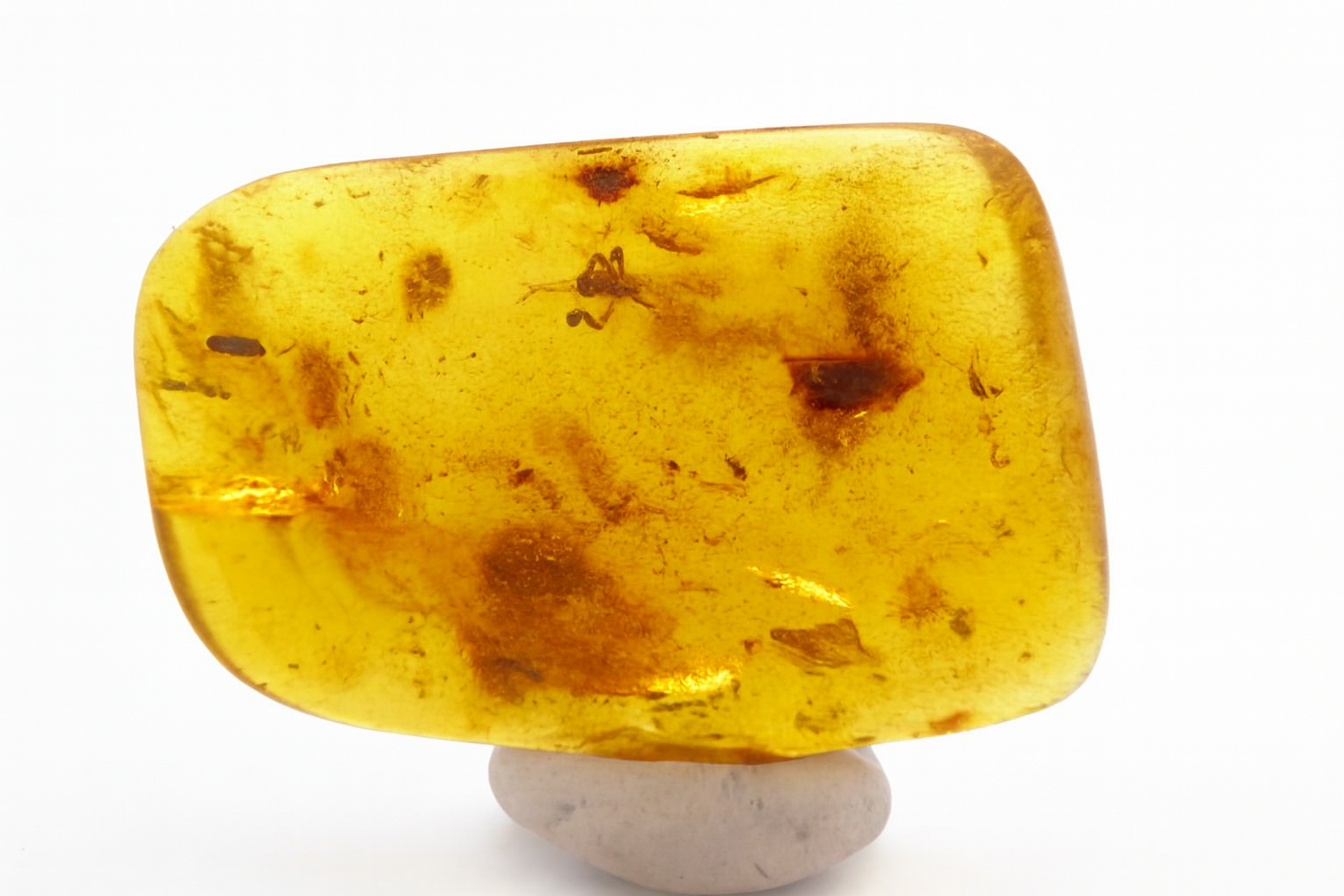 Amber with Insect Inclusions.