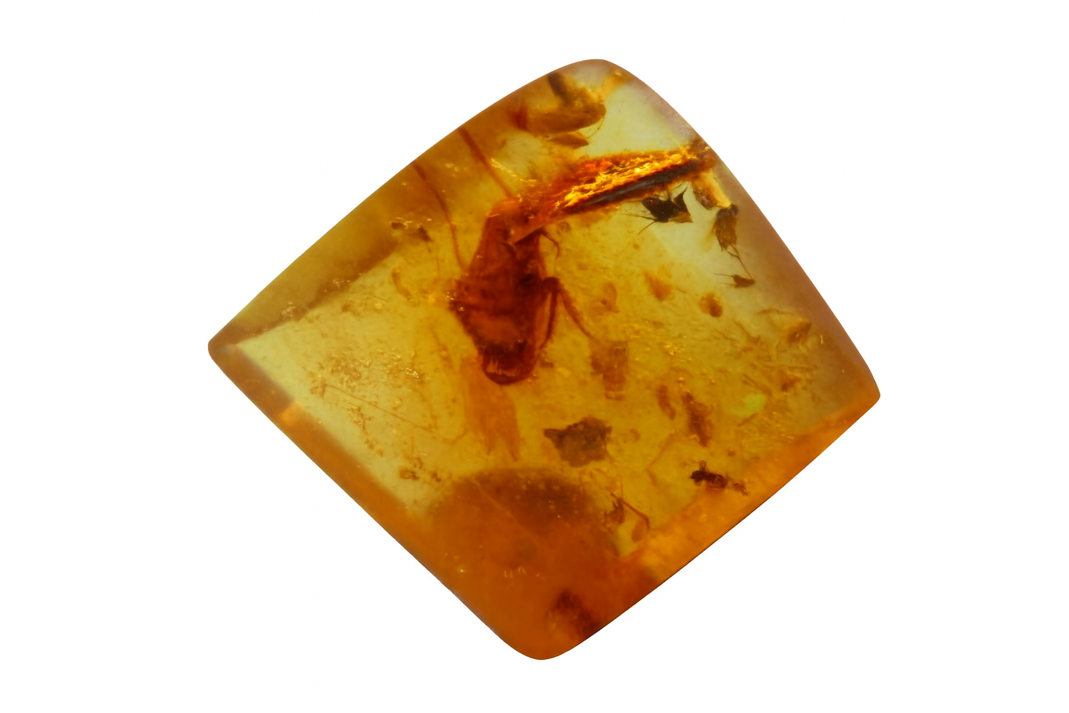 Amber with Insect Inclusions.