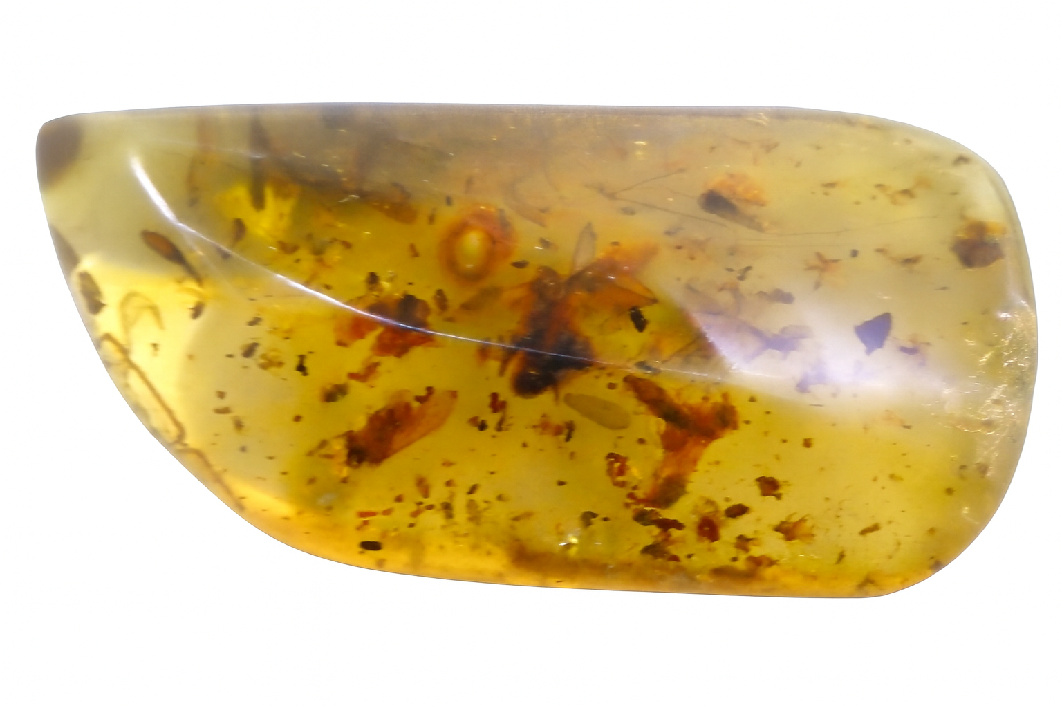 Amber with caterpillar and multiple insects inclusion.