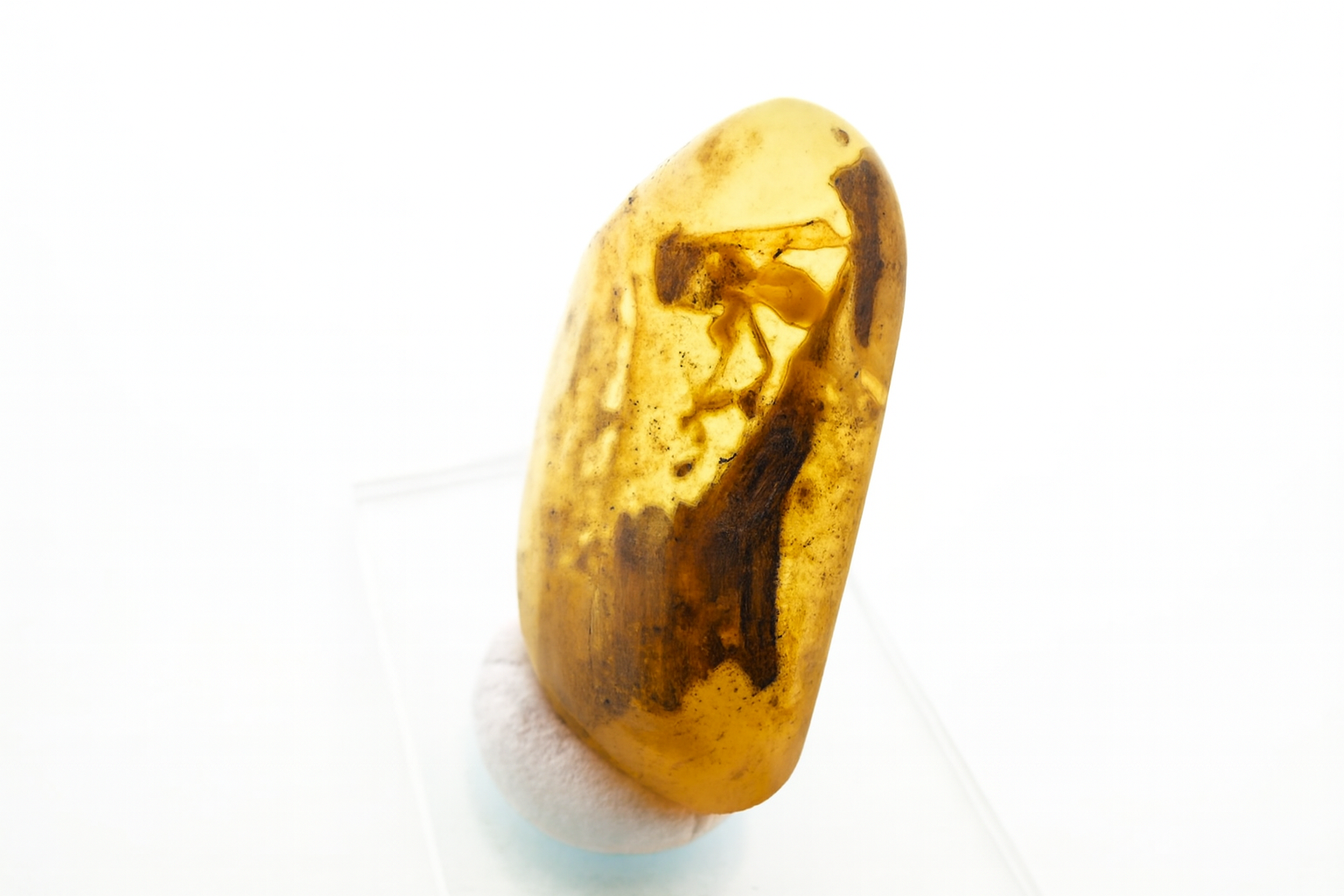 Amber with Insect Inclusions.