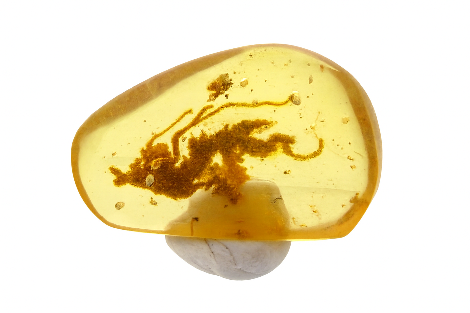 Amber with Insect Inclusions.