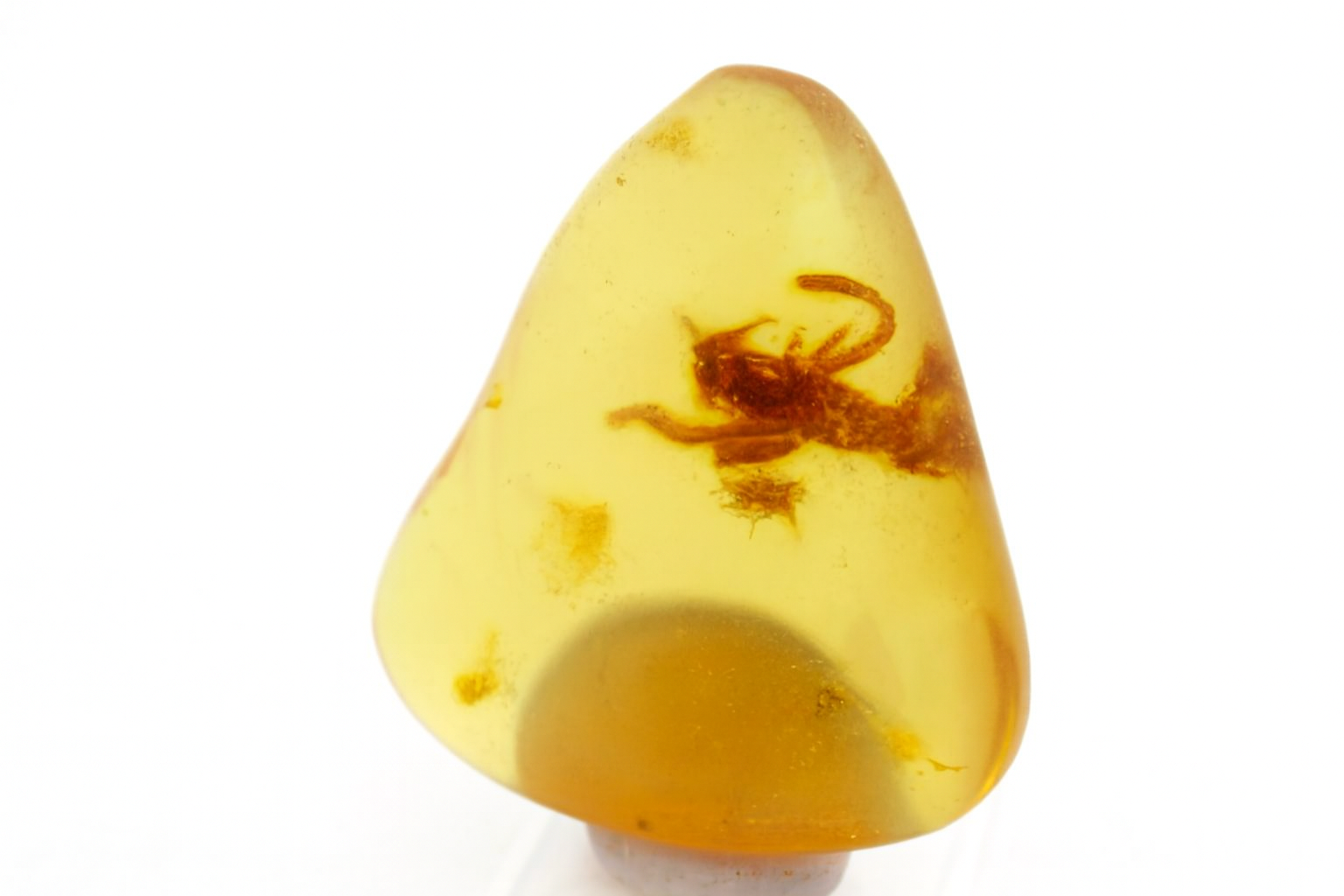 Amber with Insect Inclusions.