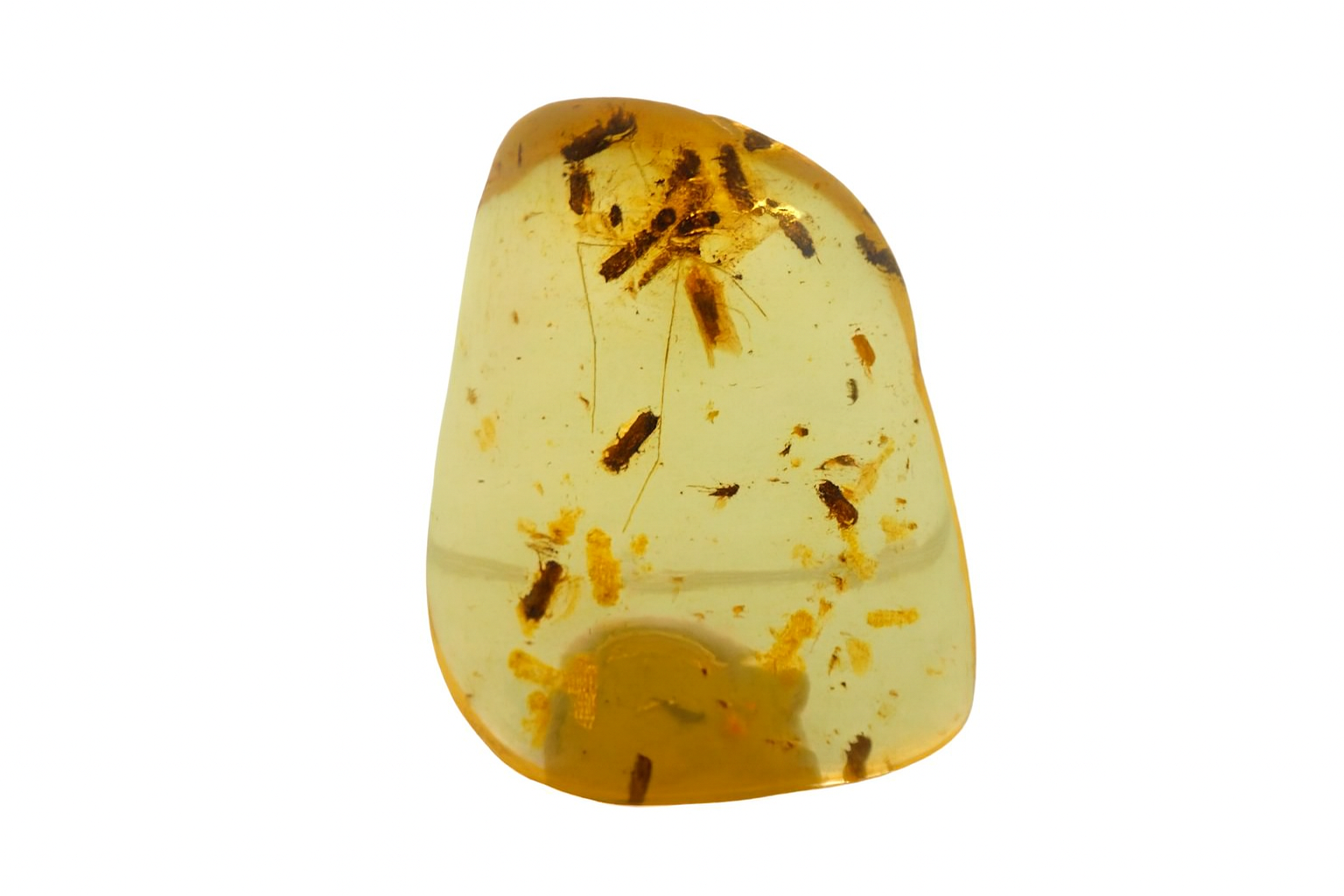 Amber with Insect Inclusions.