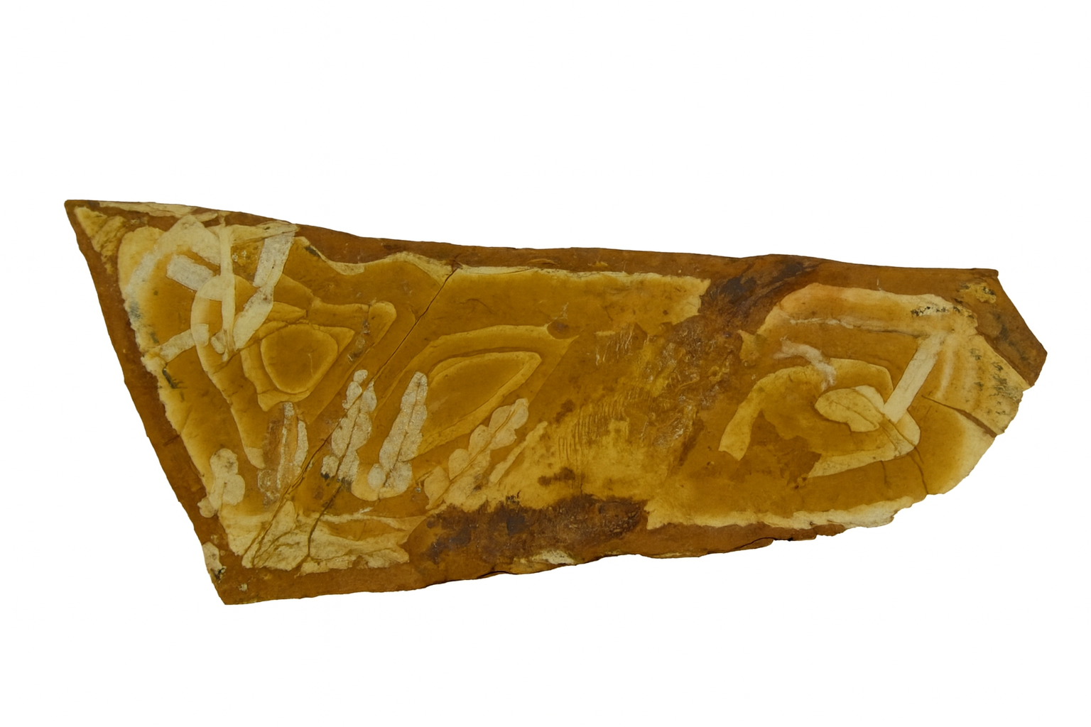 Agathis jurassica, Rintoulia and Cavenderichthys talbragarensis fish.