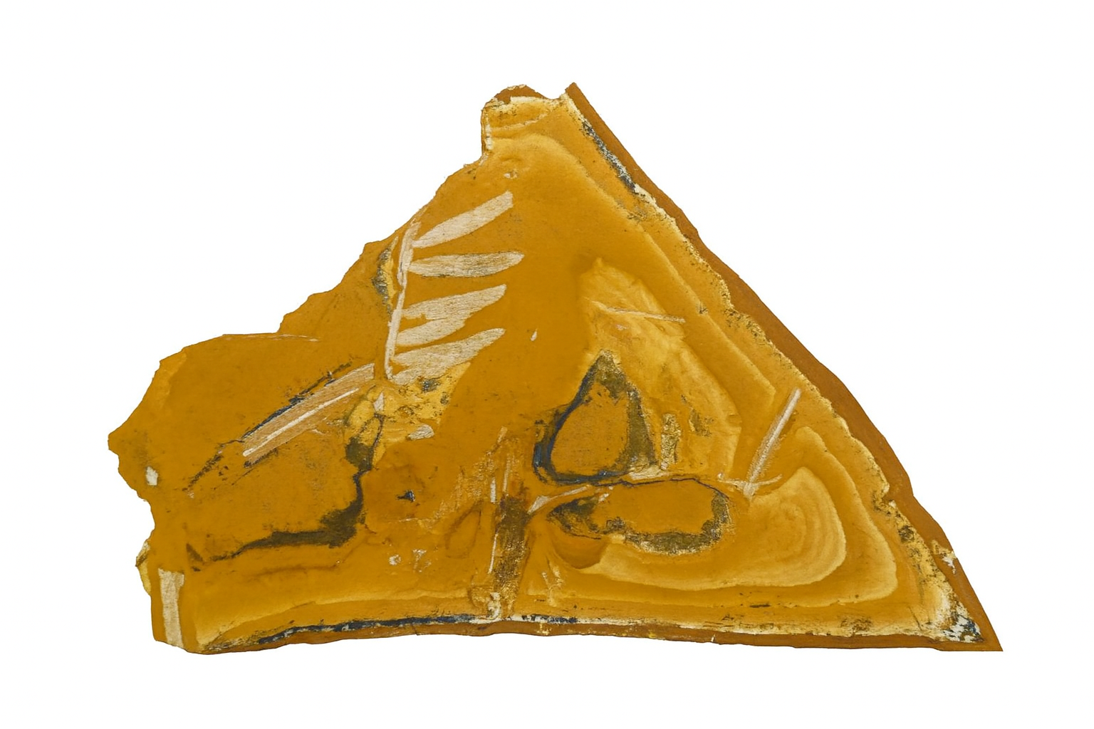 Agathis jurassica, pentoxylon and Cavenderichthys talbragarensis fish.