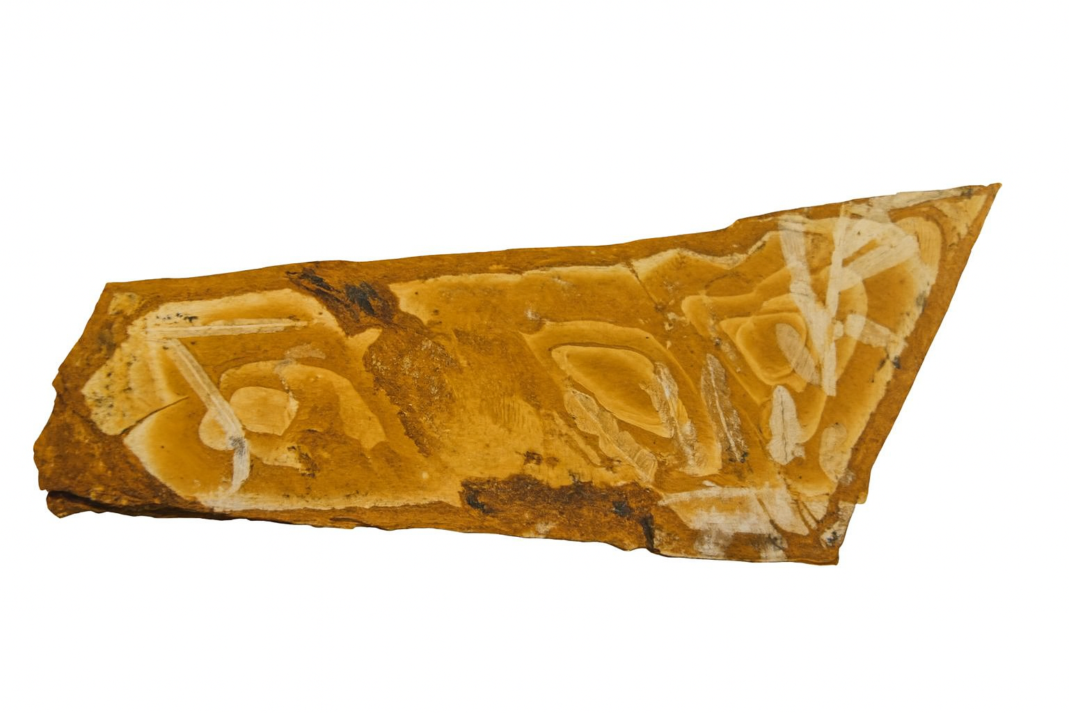 Agathis jurassica, Pentoxylon, Rintoulia and Cavenderichthys talbragarensis fish.