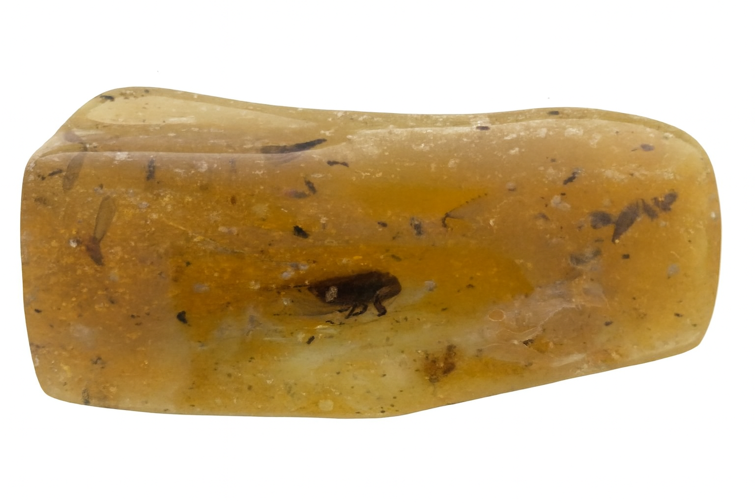 Amber with Insect Inclusions.