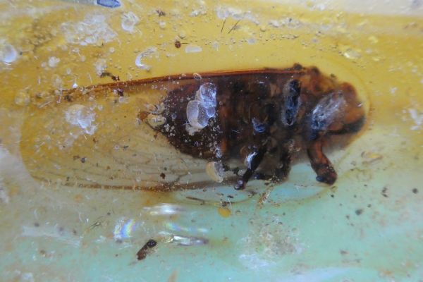 Amber with Insect Inclusions.