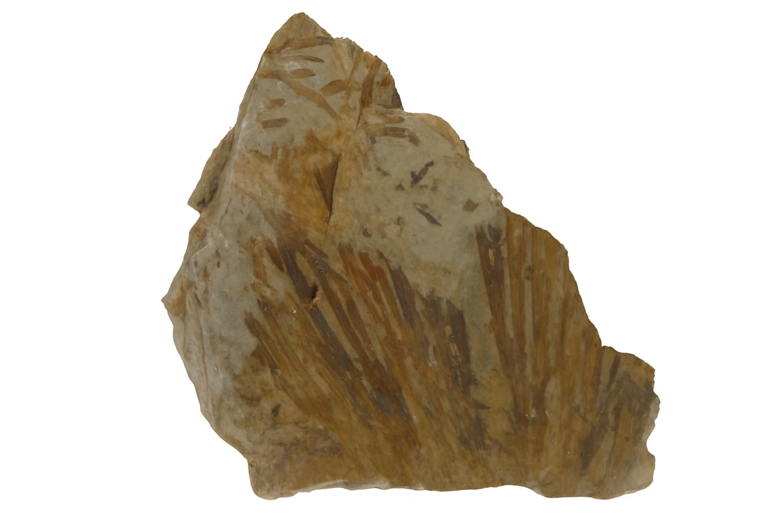 Ginkgo ginkgoides.