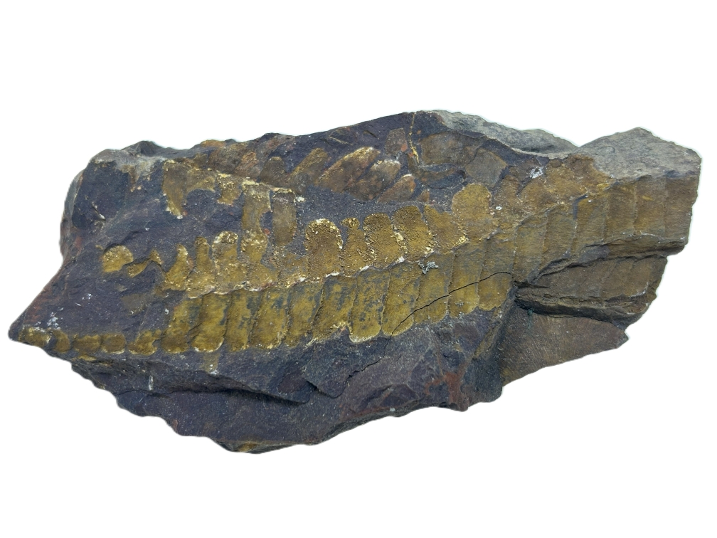 Otozamites feistmantelli.