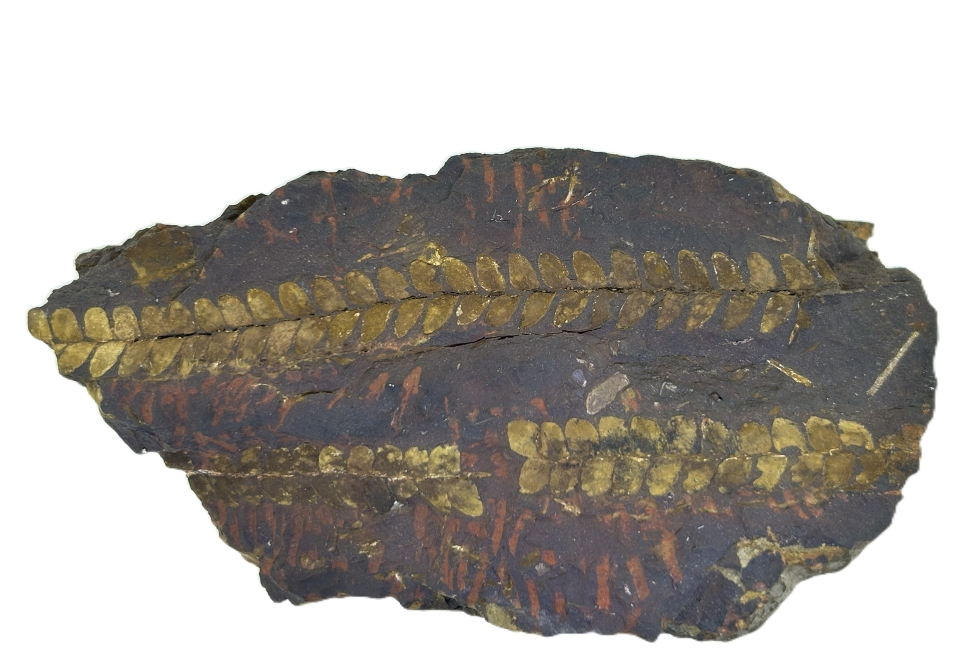 Otozamites feistmantelli.
