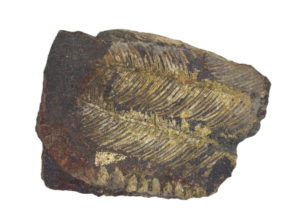 Cladophlebis australis.