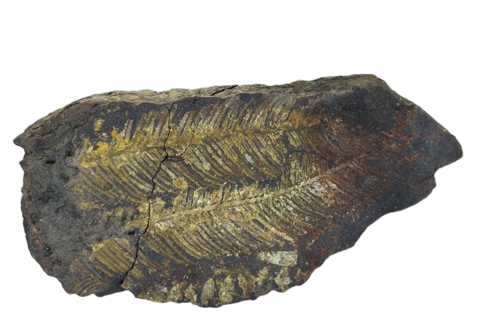 Cladophlebis australis.