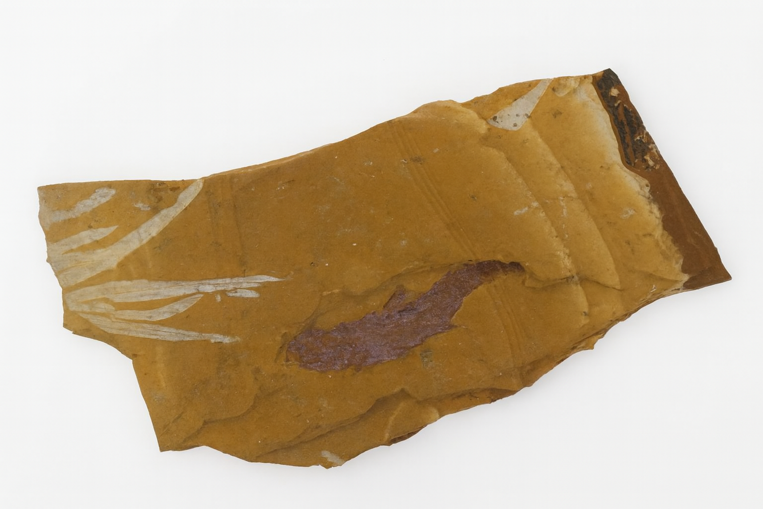 Agathis jurassica, pentoxylon and Cavenderichthys talbragarensis fish.