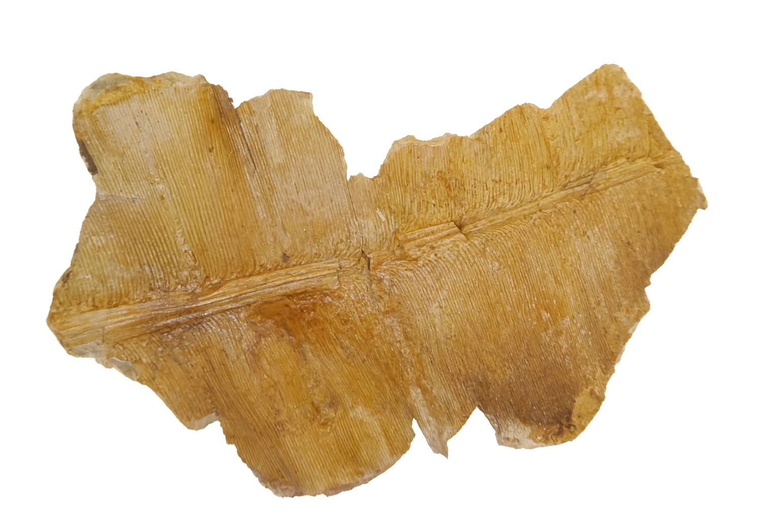 Taeniopteris.