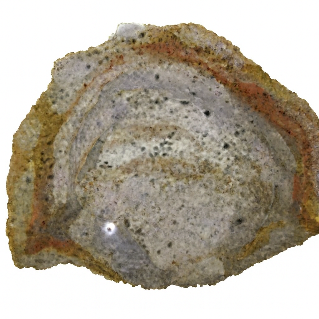 Cycads and Treeferns