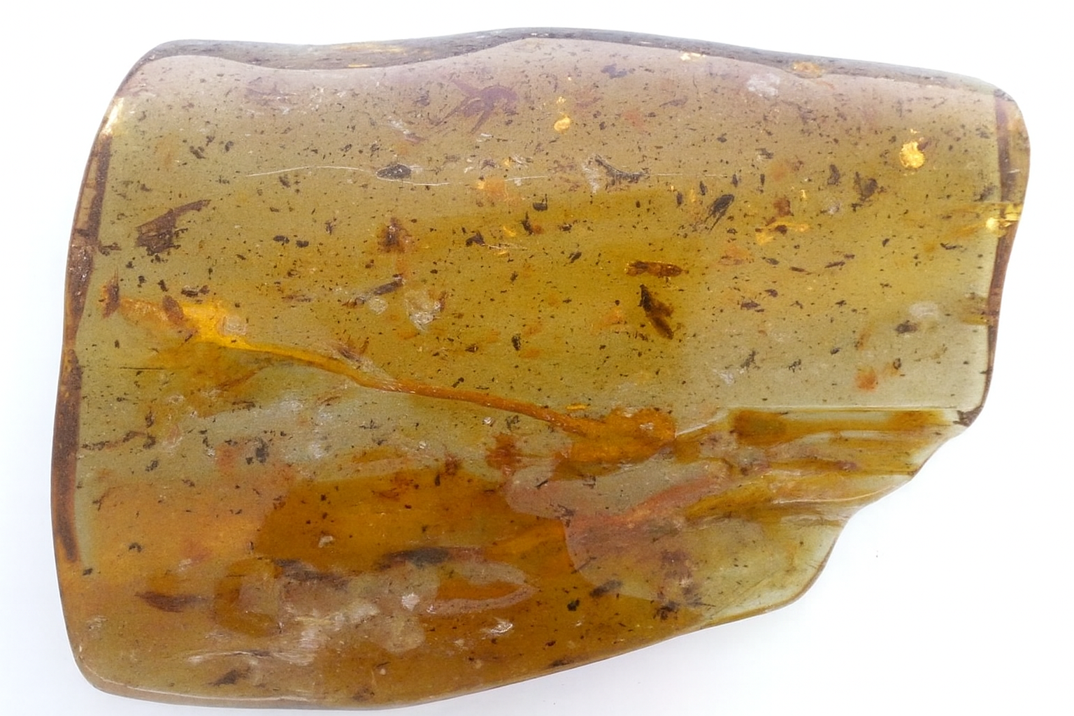 Amber with Insect Inclusions.
