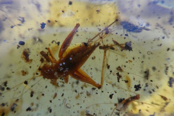Amber with Insect Inclusions.