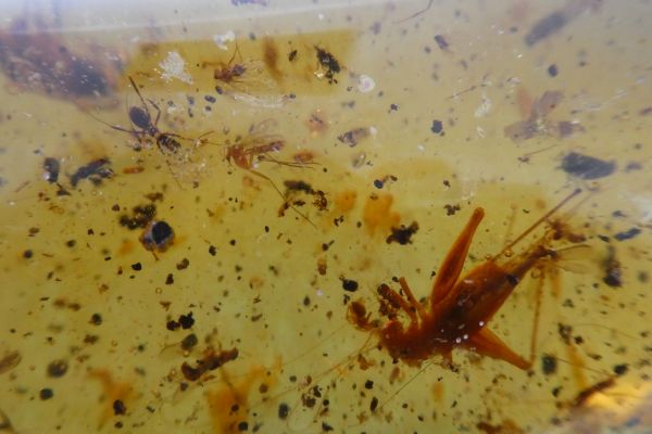 Amber with Insect Inclusions.