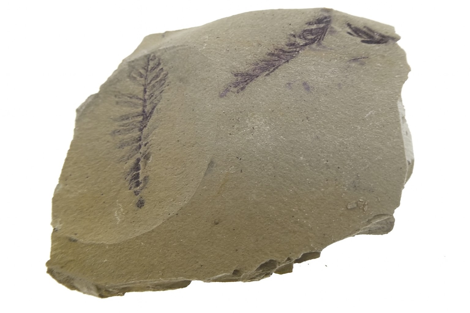 Metasequoia.