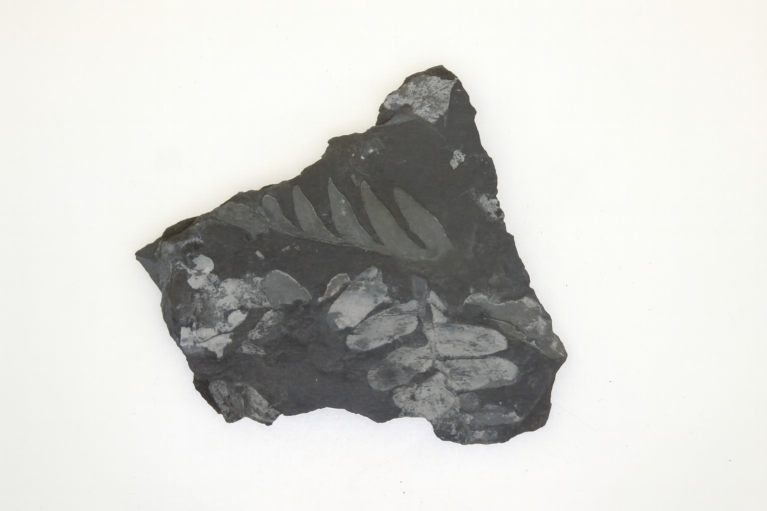 Alethopteris.
