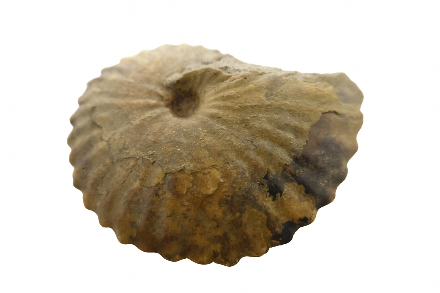 Metoicoceras Ammonite.