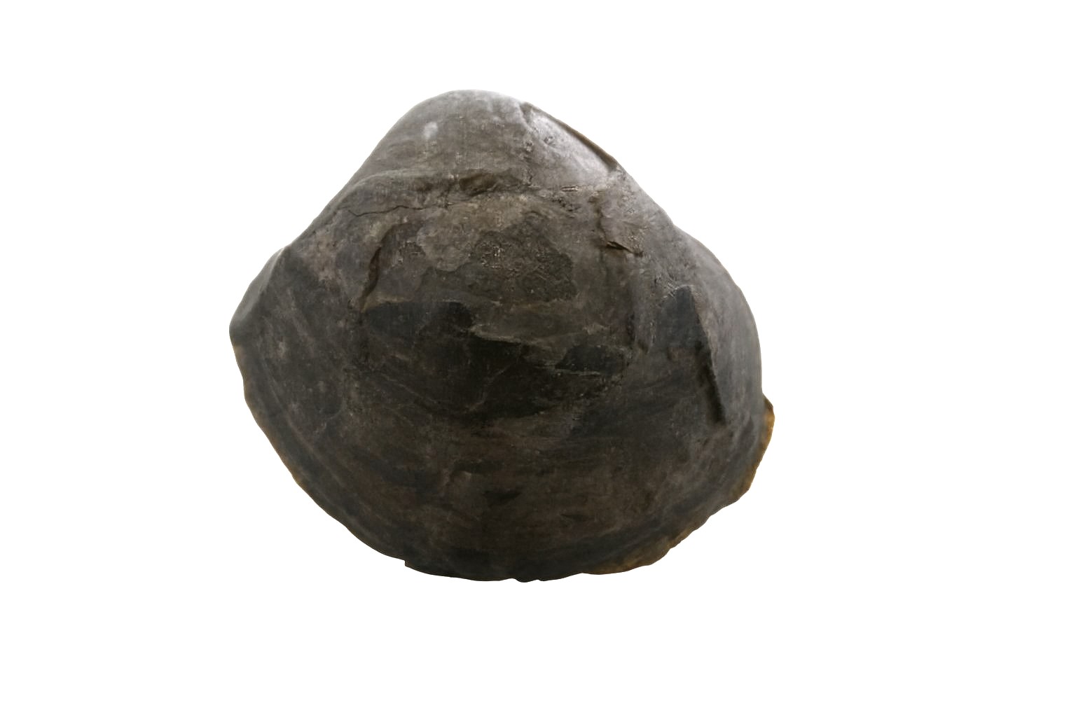 Brachiopod.