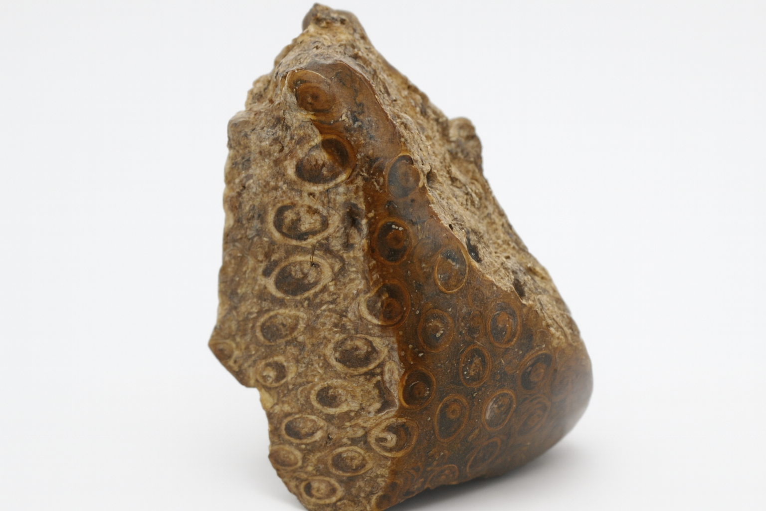 Osmundacaulis jonesii.