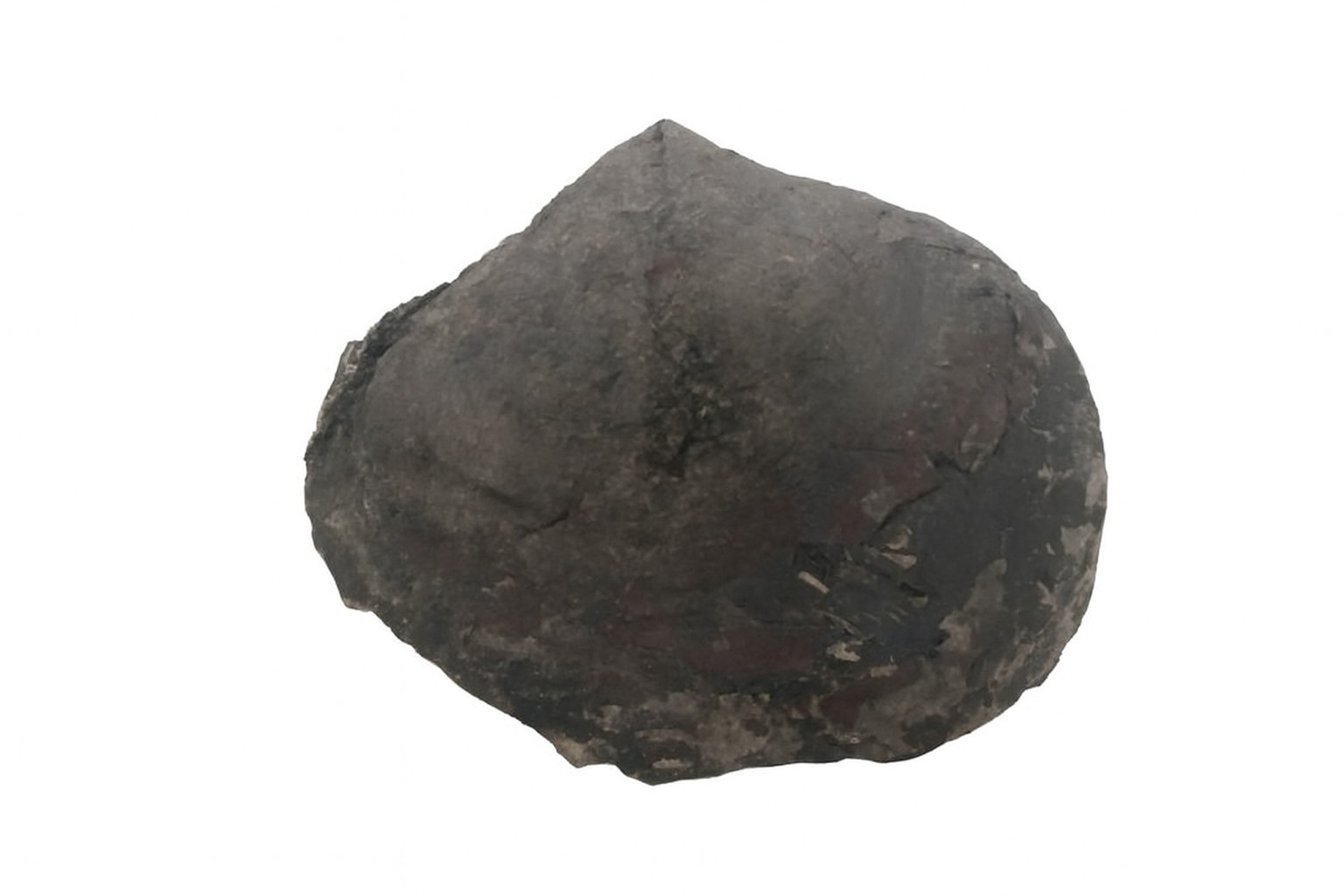 Brachiopod.