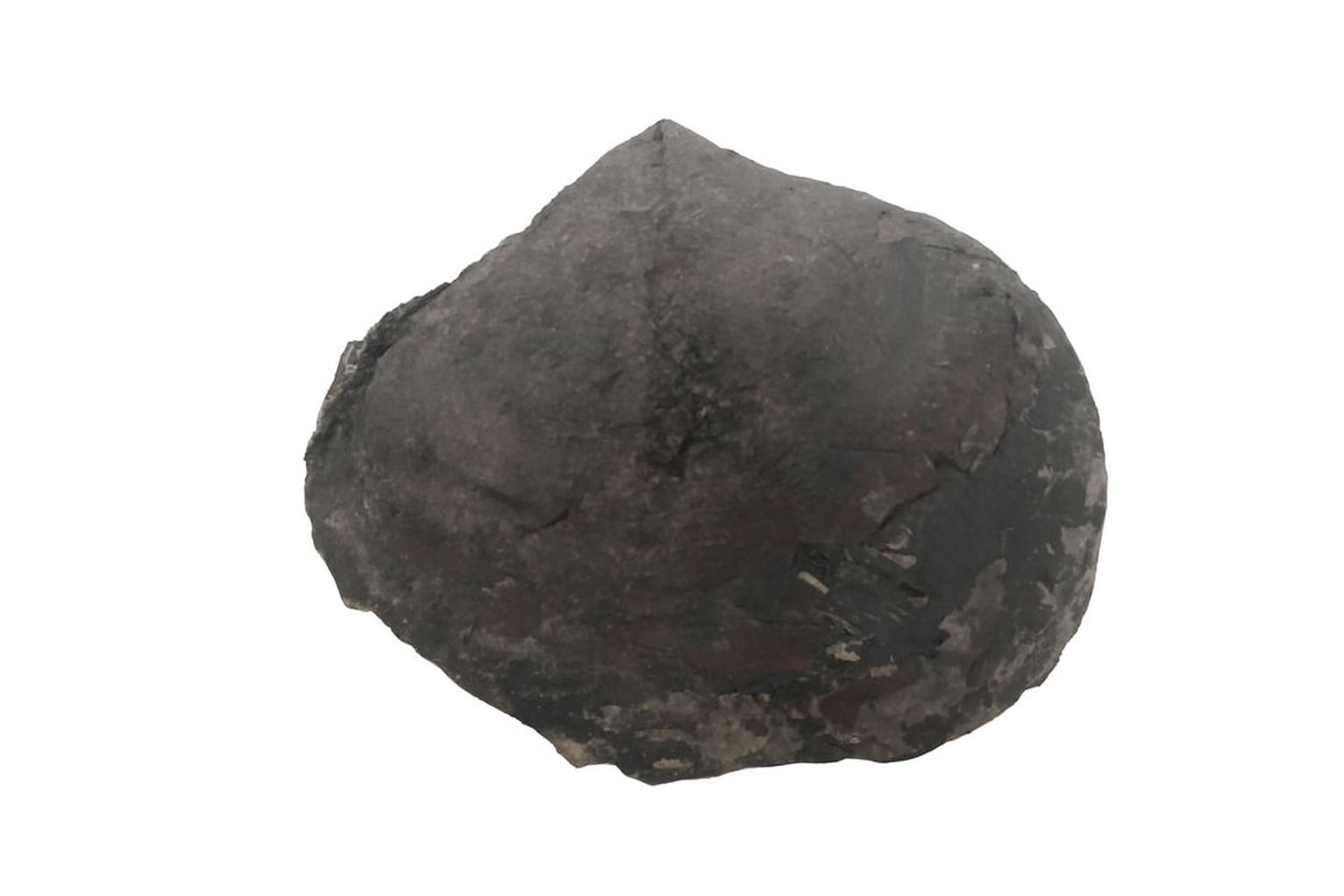 Brachiopod.