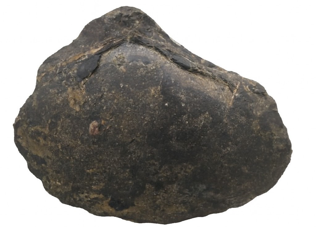 Pelecypod.